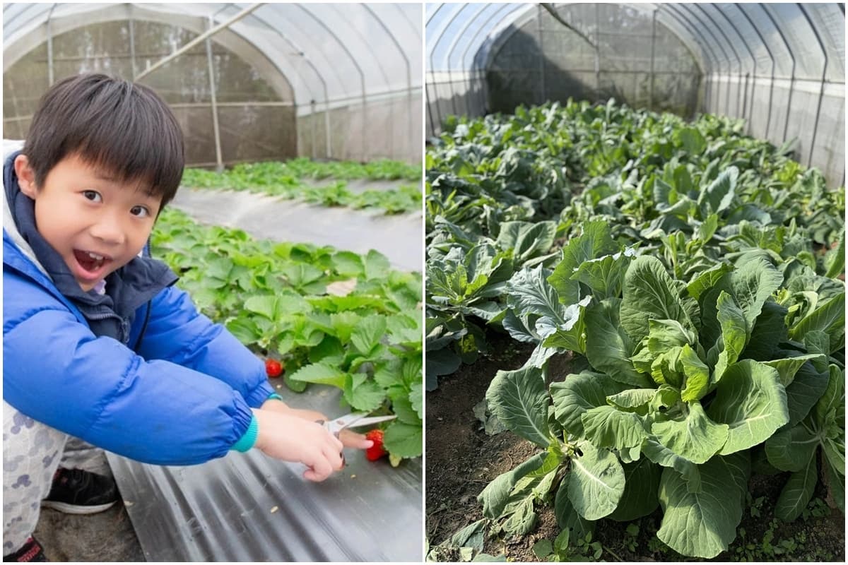 送草莓氣泡飲現省80元!親子必遊12家草莓農場,還可賞落羽松、做糖葫蘆(中獎公布) 送草莓氣泡飲現省80元!親子必遊12家草莓農場,還可賞落羽松、做糖葫蘆(中獎公布)