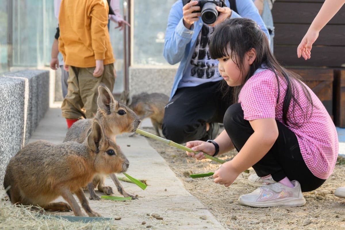 高雄最新「野森動物學校」開箱!萌寵動物近距離互動超幸福,餐飲設施一次看 高雄最新「野森動物學校」開箱!萌寵動物近距離互動超幸福,餐飲設施一次看