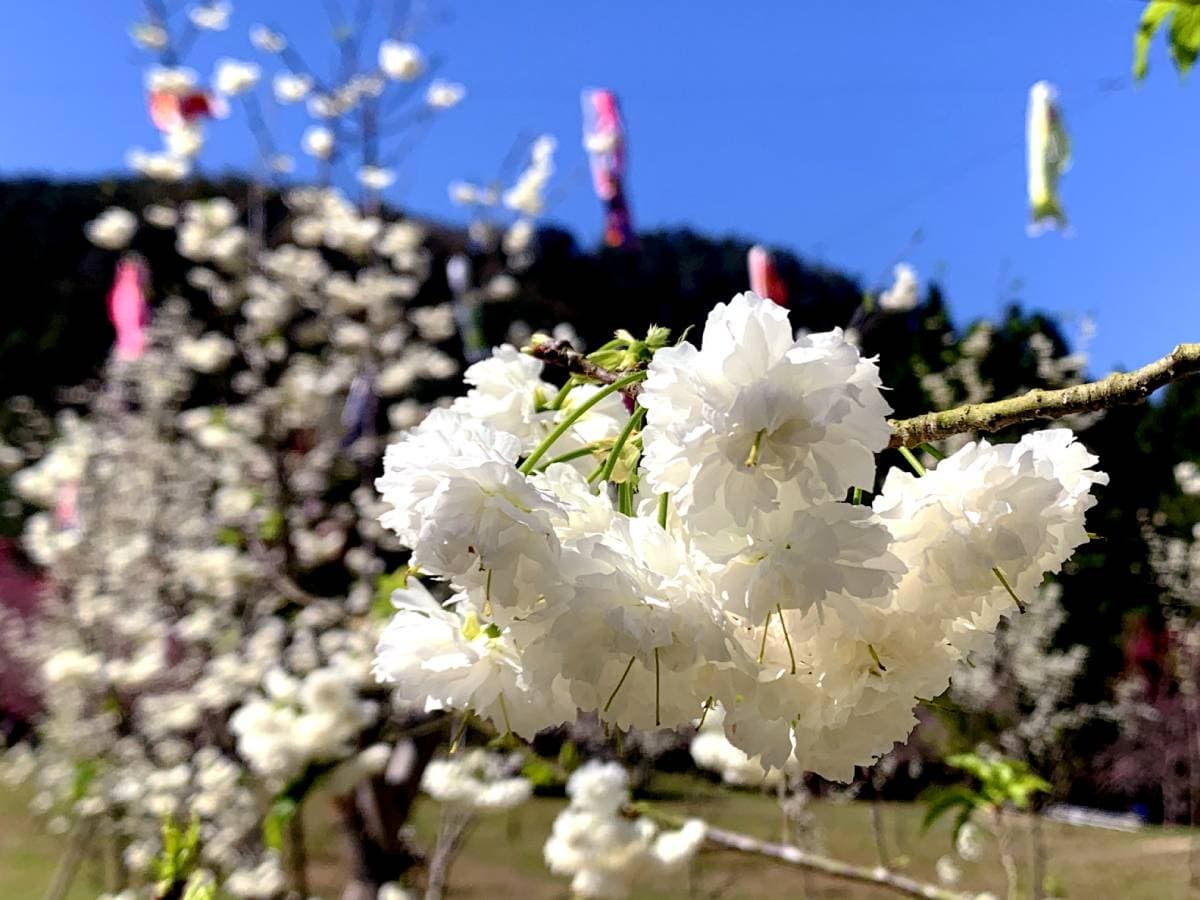 全台規模最大的賞櫻盛會「2026九族櫻花祭」!即將於1/31至3/8盛大展開 全台規模最大的賞櫻盛會「2026九族櫻花祭」!即將於1/31至3/8盛大展開