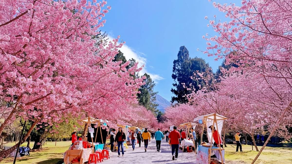 全台規模最大的賞櫻盛會「2026九族櫻花祭」!即將於1/31至3/8盛大展開