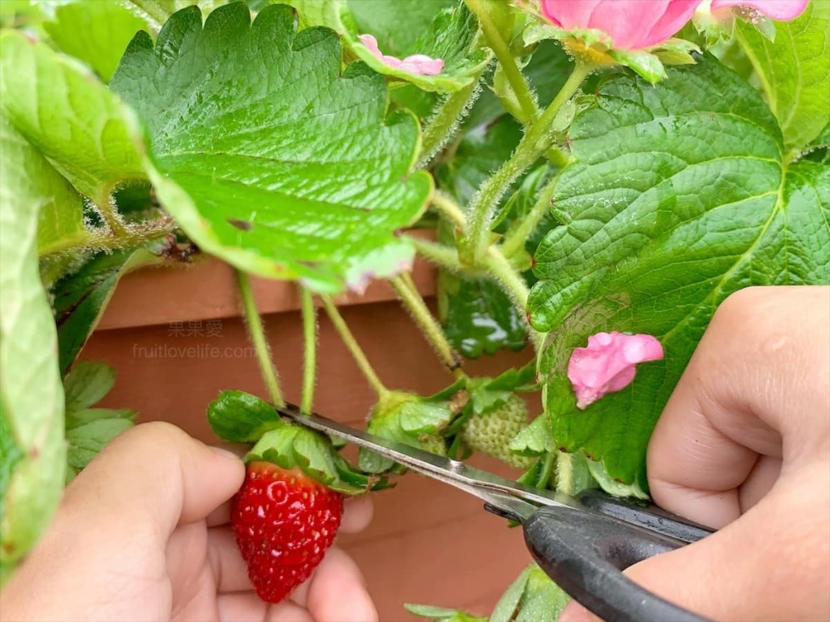 大湖草莓季必收!8間強大果園懶人包:稀有白草莓、韓系下午茶,連毛孩也能去 大湖草莓季必收!8間強大果園懶人包:稀有白草莓、韓系下午茶,連毛孩也能去