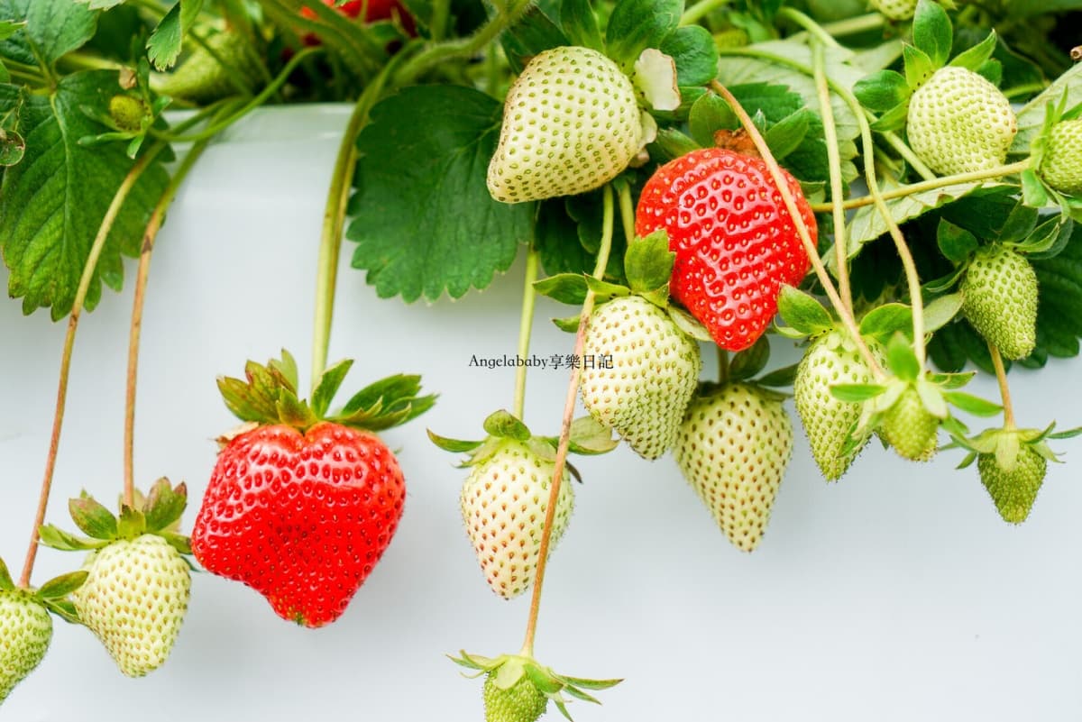大湖草莓季必收!8間強大果園懶人包:稀有白草莓、韓系下午茶,連毛孩也能去 大湖草莓季必收!8間強大果園懶人包:稀有白草莓、韓系下午茶,連毛孩也能去