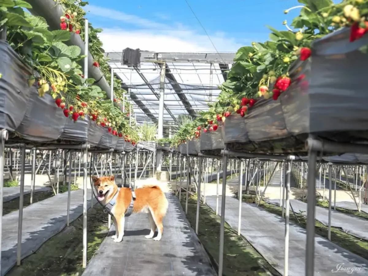 大湖草莓季必收!8間強大果園懶人包:稀有白草莓、韓系下午茶,連毛孩也能去 大湖草莓季必收!8間強大果園懶人包:稀有白草莓、韓系下午茶,連毛孩也能去