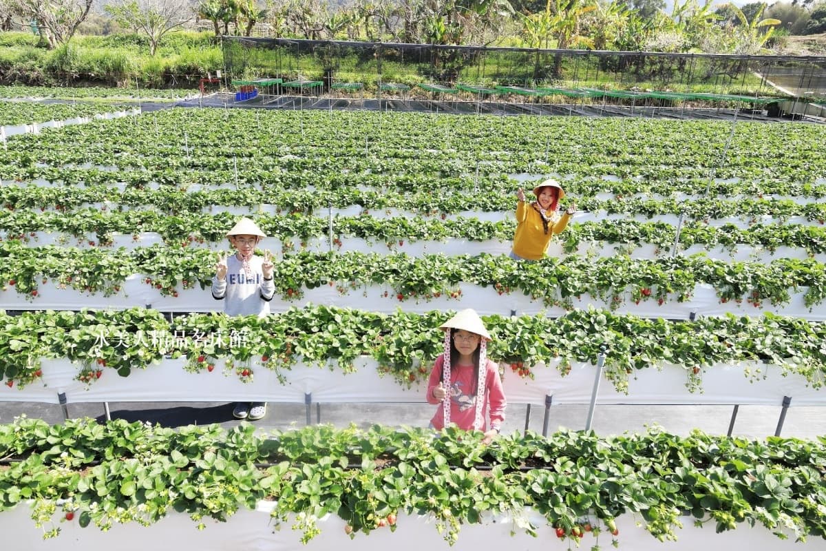 大湖草莓季必收!8間強大果園懶人包:稀有白草莓、韓系下午茶,連毛孩也能去 大湖草莓季必收!8間強大果園懶人包:稀有白草莓、韓系下午茶,連毛孩也能去