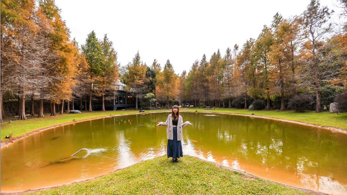 新竹關西秘境餐廳!玻璃屋賞落羽松、喝仙草雞湯,隱藏版愛心池倒影預約才能進
