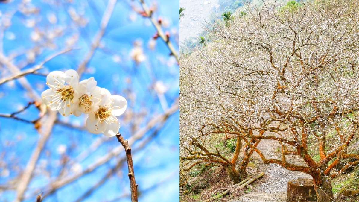 2026梅嶺最佳賞花期來了!美拍20萬株雪白梅樹,假日有免費接駁車可搭