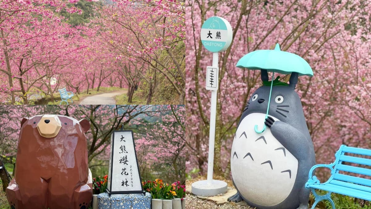 新北最強「賞櫻祕境」開放!4000棵櫻花樹、7大品種接力開花,必拍龍貓車站