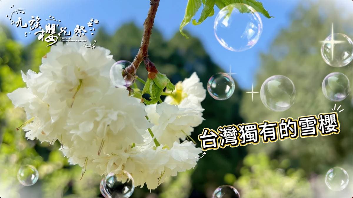 九族櫻花祭1/31開跑!原民歌舞迎春、招財貓「九萬兩」打頭陣,櫻花預計2月中下旬盛開 九族櫻花祭1/31開跑!原民歌舞迎春、招財貓「九萬兩」打頭陣,櫻花預計2月中下旬盛開