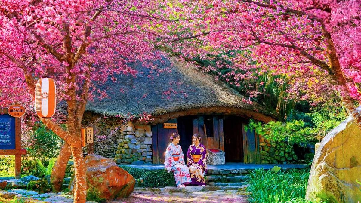九族櫻花祭1/31開跑!原民歌舞迎春、招財貓「九萬兩」打頭陣,櫻花預計2月中下旬盛開 九族櫻花祭1/31開跑!原民歌舞迎春、招財貓「九萬兩」打頭陣,櫻花預計2月中下旬盛開