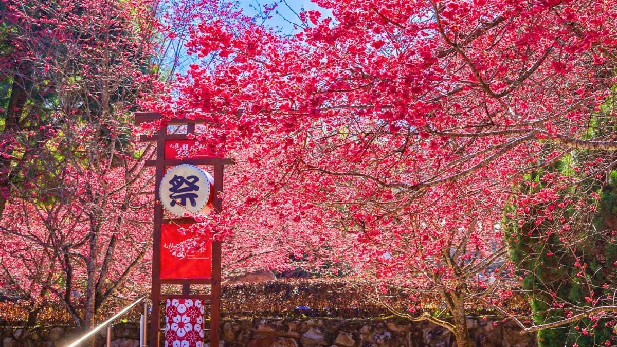 九族櫻花祭1/31開跑!原民歌舞迎春、招財貓「九萬兩」打頭陣,櫻花預計2月中下旬盛開 九族櫻花祭1/31開跑!原民歌舞迎春、招財貓「九萬兩」打頭陣,櫻花預計2月中下旬盛開