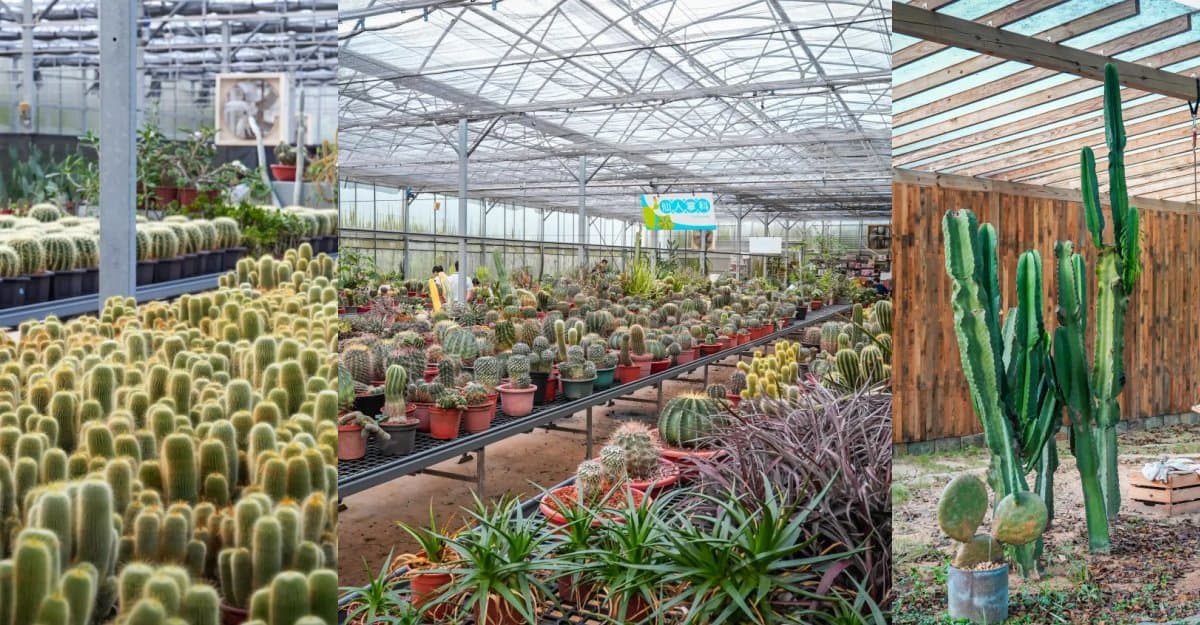 免門票拍金黃柿海、多肉植物園!新竹必去高CP值景點,9間觀光工廠、農場推薦 新竹觀光農場:福祥仙人掌園藝中心