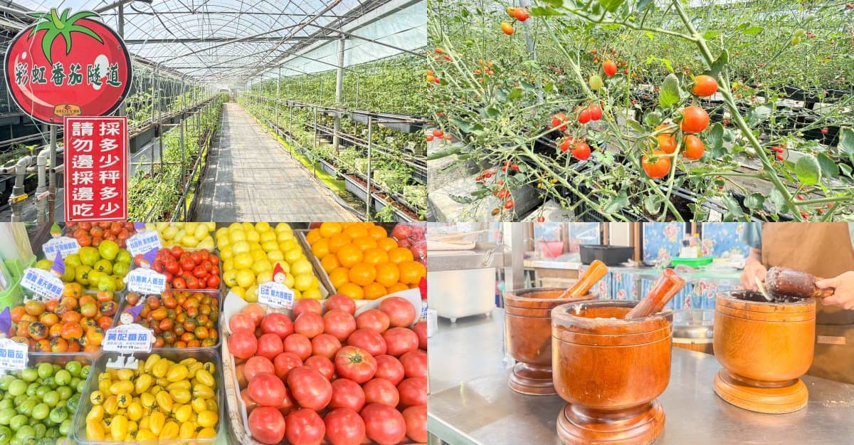 免門票拍金黃柿海、多肉植物園!新竹必去高CP值景點,9間觀光工廠、農場推薦 新竹觀光農場:金勇番茄農場