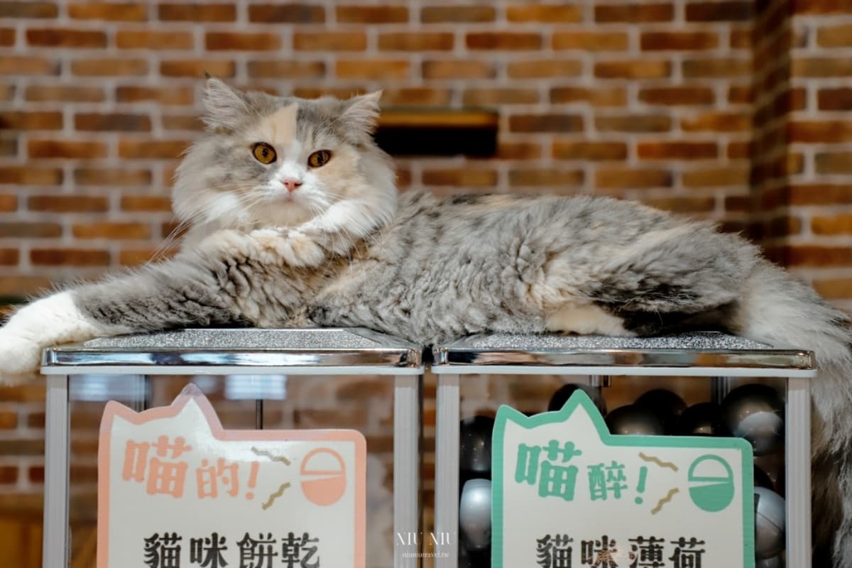 喵喵喵~貓「店」感應!全台吸貓路線公開,22家貓咪咖啡廳看完秒出發 喵喵喵~貓「店」感應!全台吸貓路線公開,22家貓咪咖啡廳看完秒出發