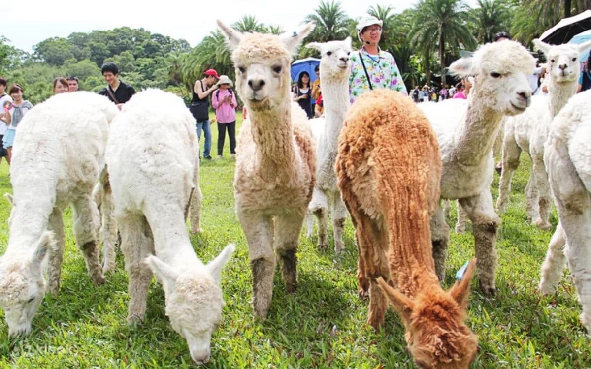 拿出身分證!新竹動物農場過年5天「屬馬」免費,六福村也有「姓馬」免費玩 拿出身分證!新竹動物農場過年5天「屬馬」免費,六福村也有「姓馬」免費玩