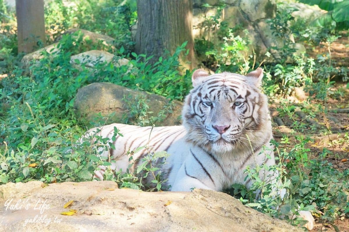 拿出身分證!新竹動物農場過年5天「屬馬」免費,六福村也有「姓馬」免費玩 拿出身分證!新竹動物農場過年5天「屬馬」免費,六福村也有「姓馬」免費玩