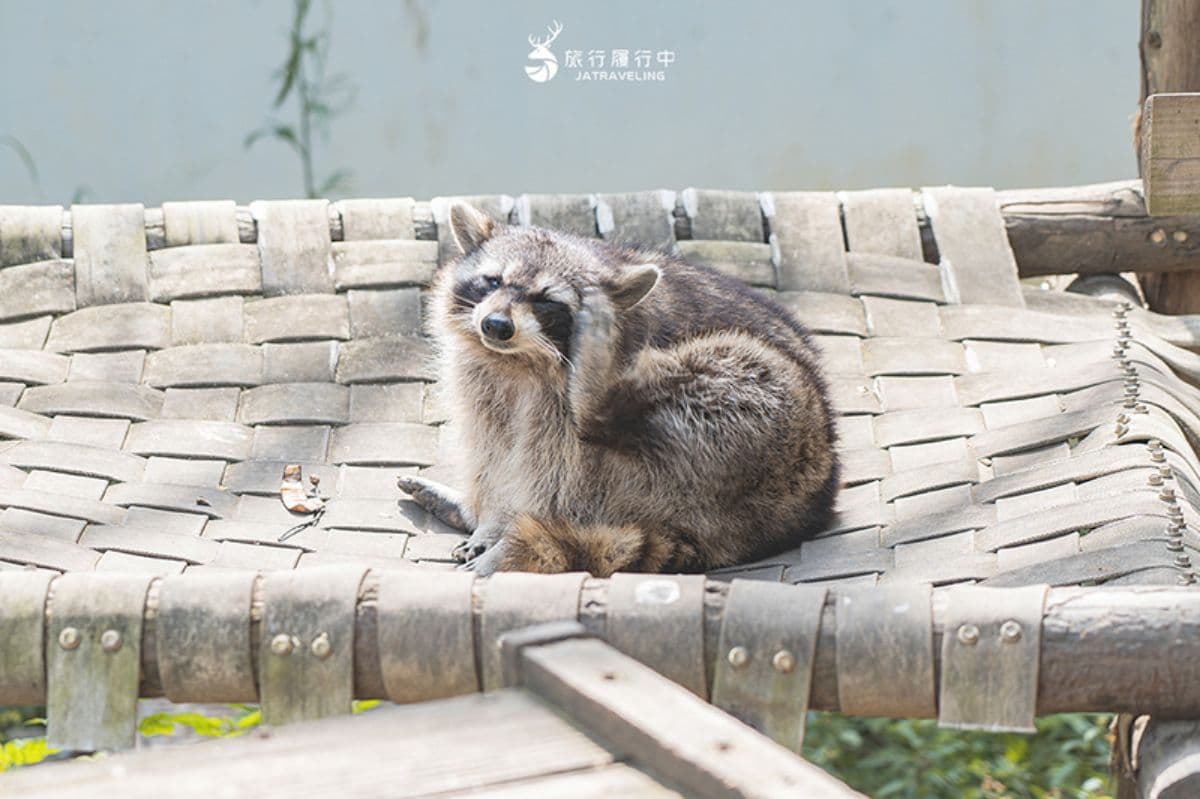 拿出身分證!新竹動物農場過年5天「屬馬」免費,六福村也有「姓馬」免費玩 拿出身分證!新竹動物農場過年5天「屬馬」免費,六福村也有「姓馬」免費玩