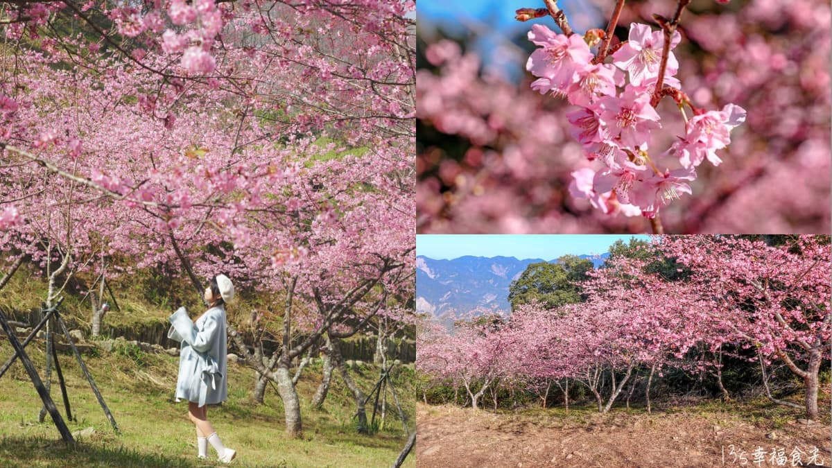 高雄最強免費賞櫻秘境!2026櫻花滿開中,美拍河津櫻粉紅花海、有免費接駁車