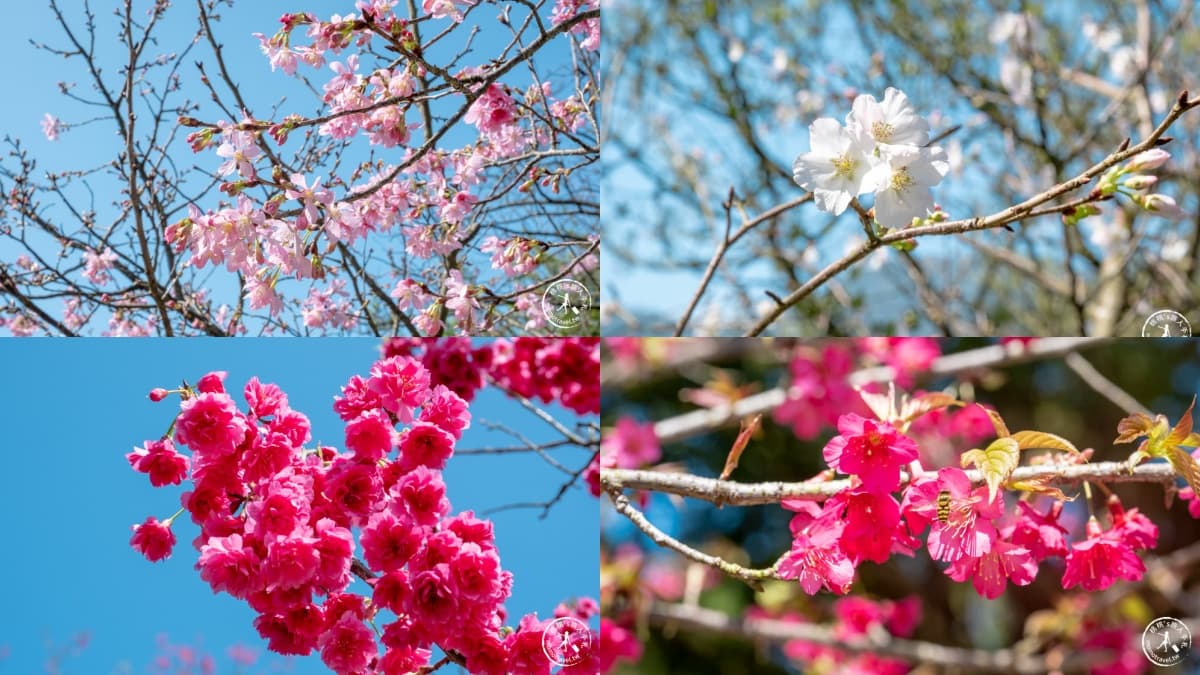 櫻花季必看!內湖樂活公園、淡水天元宮夜櫻迷人氛圍,還有4處必去賞櫻地點 櫻花季必看!內湖樂活公園、淡水天元宮夜櫻迷人氛圍,還有4處必去賞櫻地點
