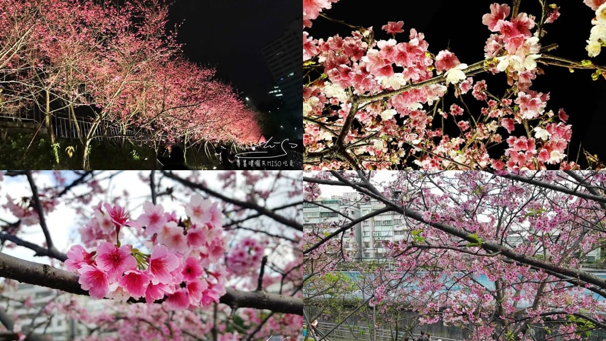 櫻花季必看!內湖樂活公園、淡水天元宮夜櫻迷人氛圍,還有4處必去賞櫻地點 內湖樂活公園:浪漫夜櫻好迷人