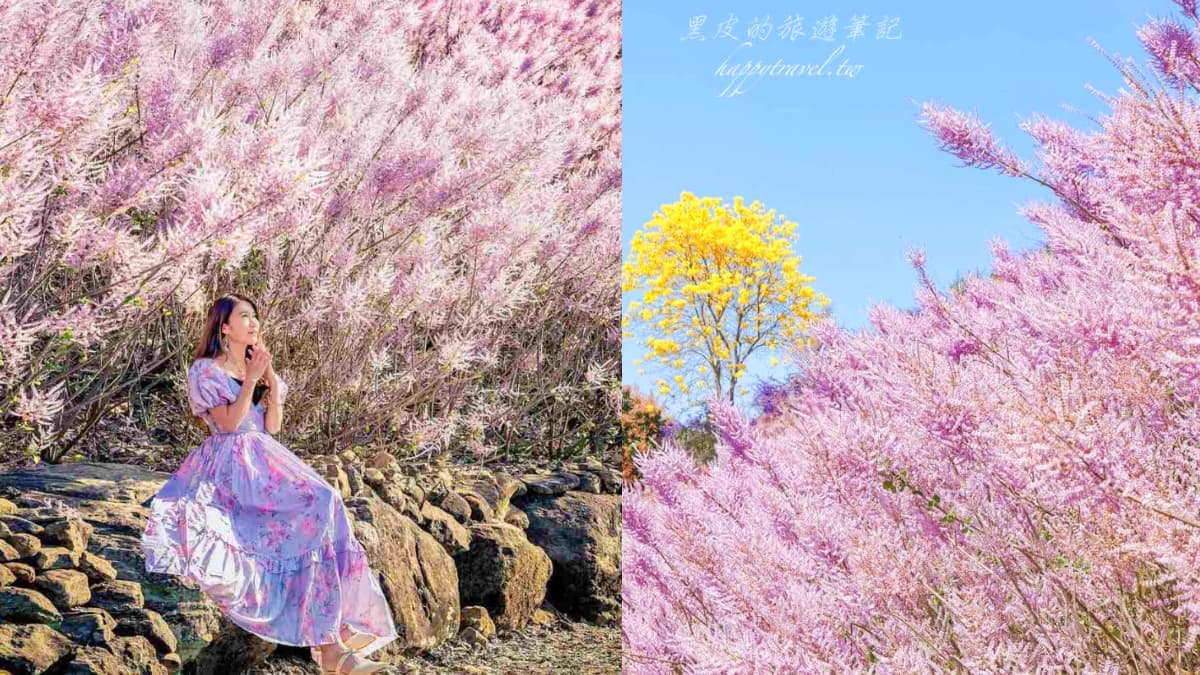 全台最美「粉紅麝香木」祕境開放!8000坪夢幻花海任你拍,花季限時1個月