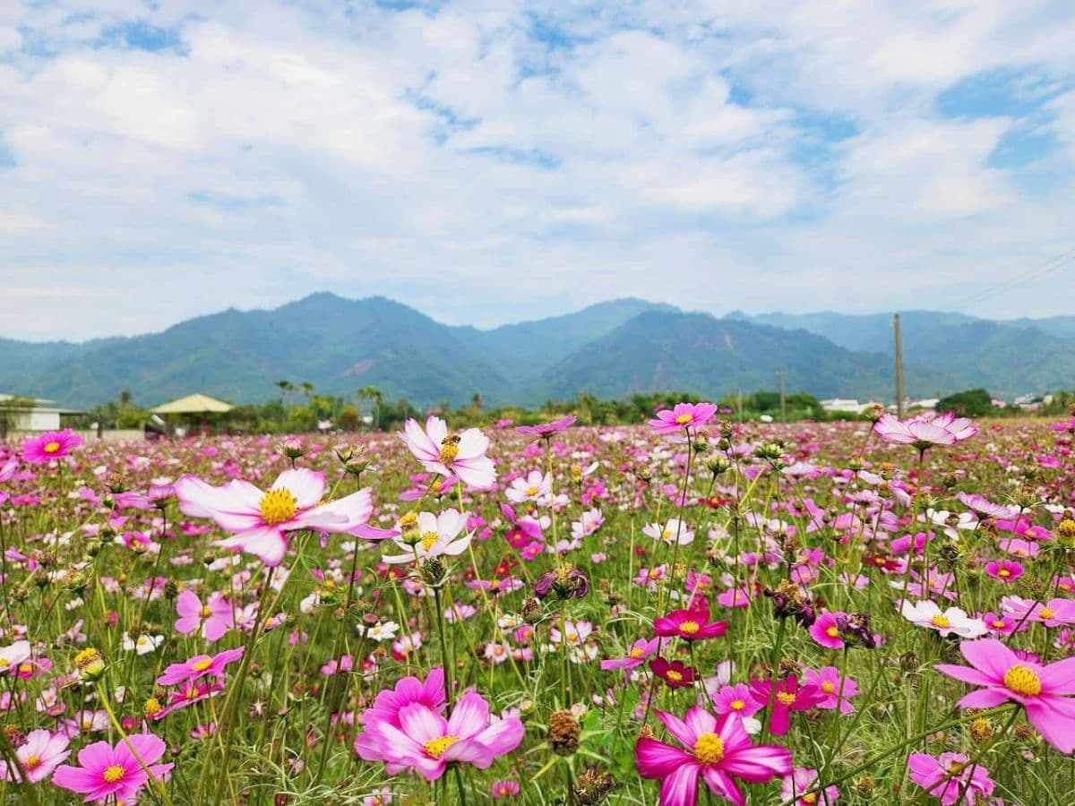 高雄走春開逛!「2026美濃花海節」花季倒數,必拍超萌小精靈、漸層花彩帶 高雄走春開逛!「2026美濃花海節」花季倒數,必拍超萌小精靈、漸層花彩帶