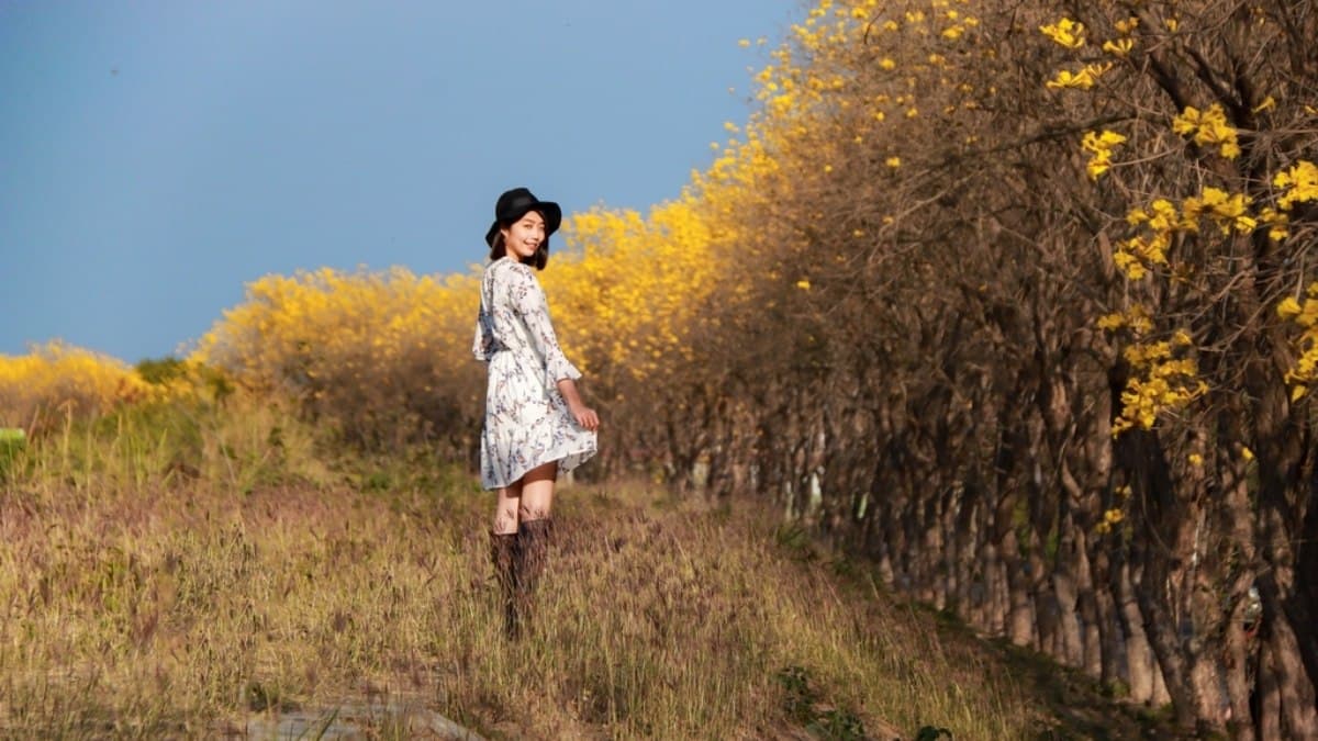 黃花風鈴木朴子溪畔