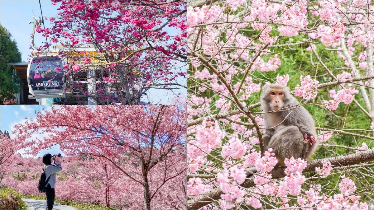 司馬庫斯、淡水天元宮都輸了!網友推薦賞櫻景點Top10,冠軍粉紅櫻花海美翻