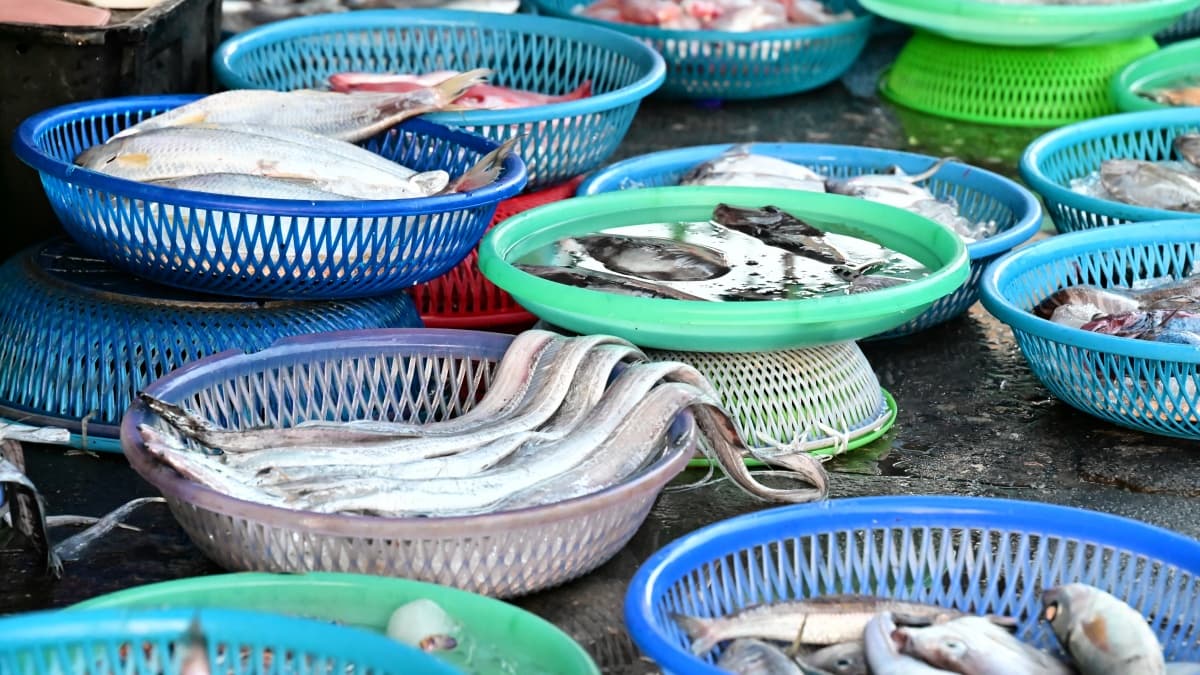 吃錯魚種小心變笨!專家曝挑魚原則「4種魚超毒要少吃」,鮪魚也上榜