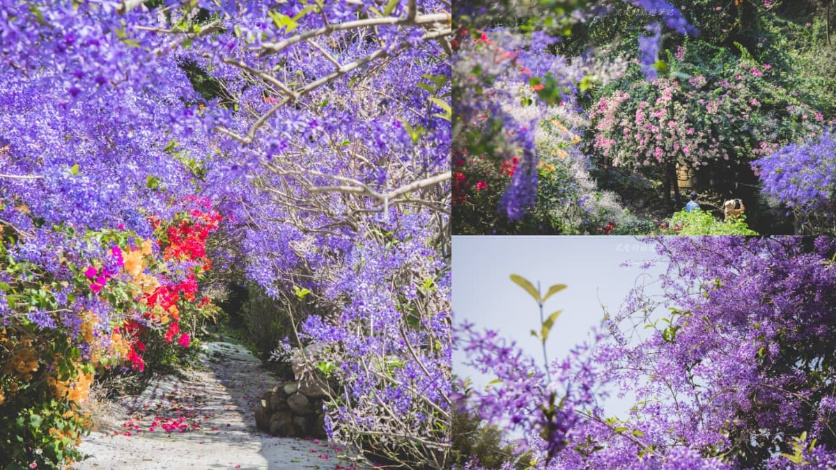 全台唯一「錫葉藤花海」免費拍!漫步百米夢幻紫色隧道,最佳賞花期倒數快衝
