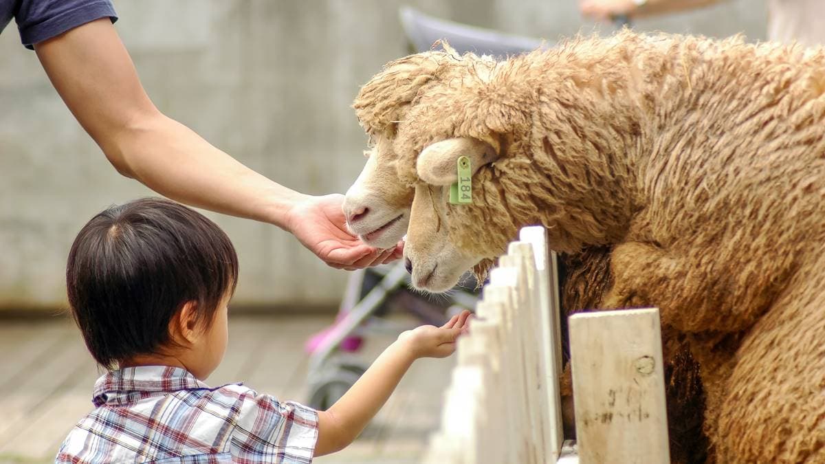 飛牛、埔心牧場都輸它!全台最強農牧場年吸67萬人:雲海美景、動物親人