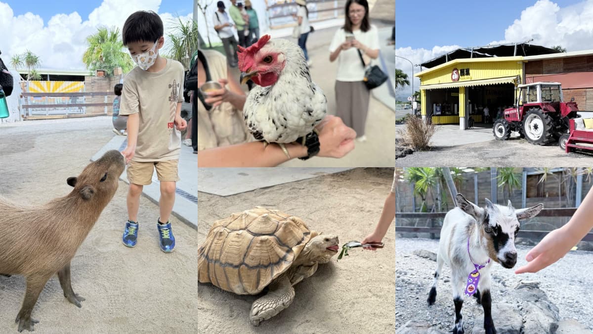 打卡宜蘭荒野風動物農場!近距離餵食呆萌水豚、抱抱小羊,還有溜滑梯球池