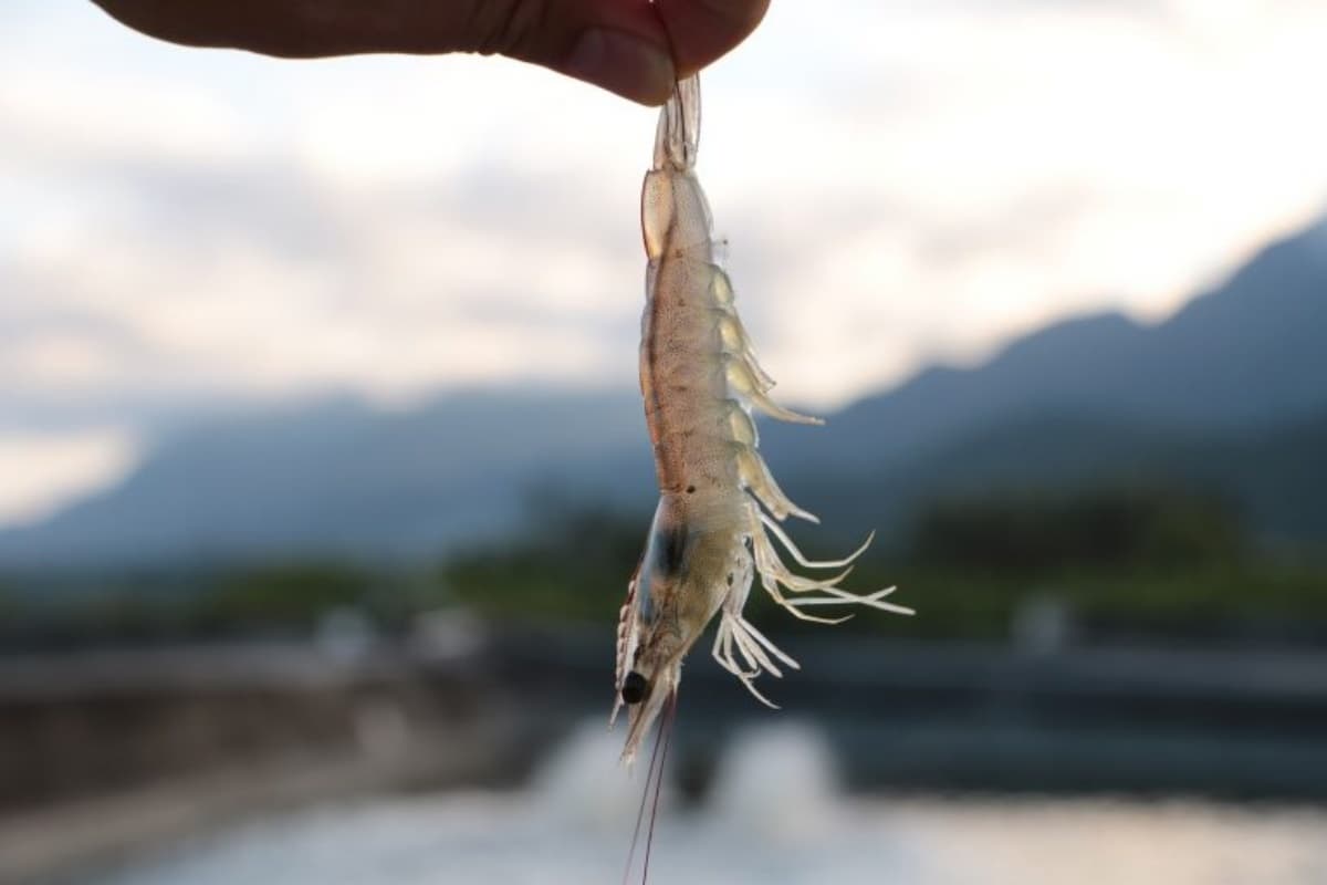 怎麼拍都像雜誌封面!台東風格民宿必住9間:唯美純白系、稻浪第一排、海景看星星 怎麼拍都像雜誌封面!台東風格民宿必住9間:唯美純白系、稻浪第一排、海景看星星