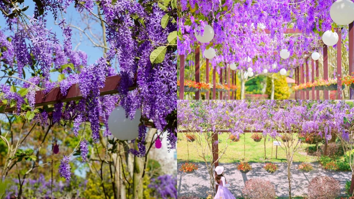 台版兼六園紫色花海來襲!中部最美「許願藤花園」在這,連假兒童免費入園