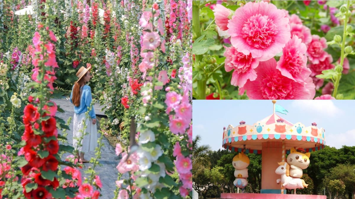 彰化最美「蜀葵花迷宮」免費開放!必拍黃阿瑪主題旋轉木馬、送恐龍樂園門票