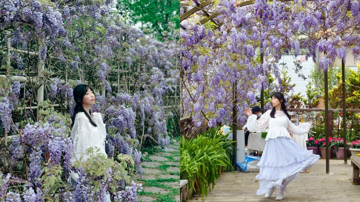 夢幻紫色花海大爆發!「2026嘉義瑞里紫藤花季」15處賞花景點推薦全攻略