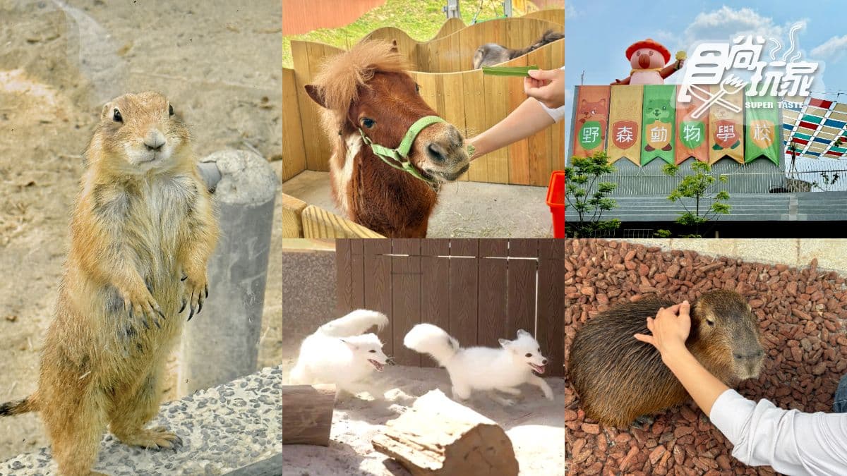 高雄最新「野森動物學校」開箱!萌寵動物近距離互動超幸福,餐飲設施一次看