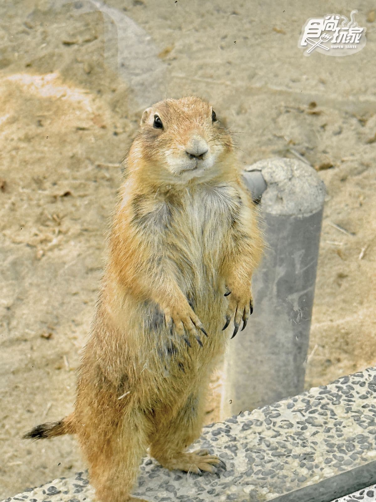 高雄最新「野森動物學校」開箱!萌寵動物近距離互動超幸福,餐飲設施一次看 高雄最新「野森動物學校」開箱!萌寵動物近距離互動超幸福,餐飲設施一次看