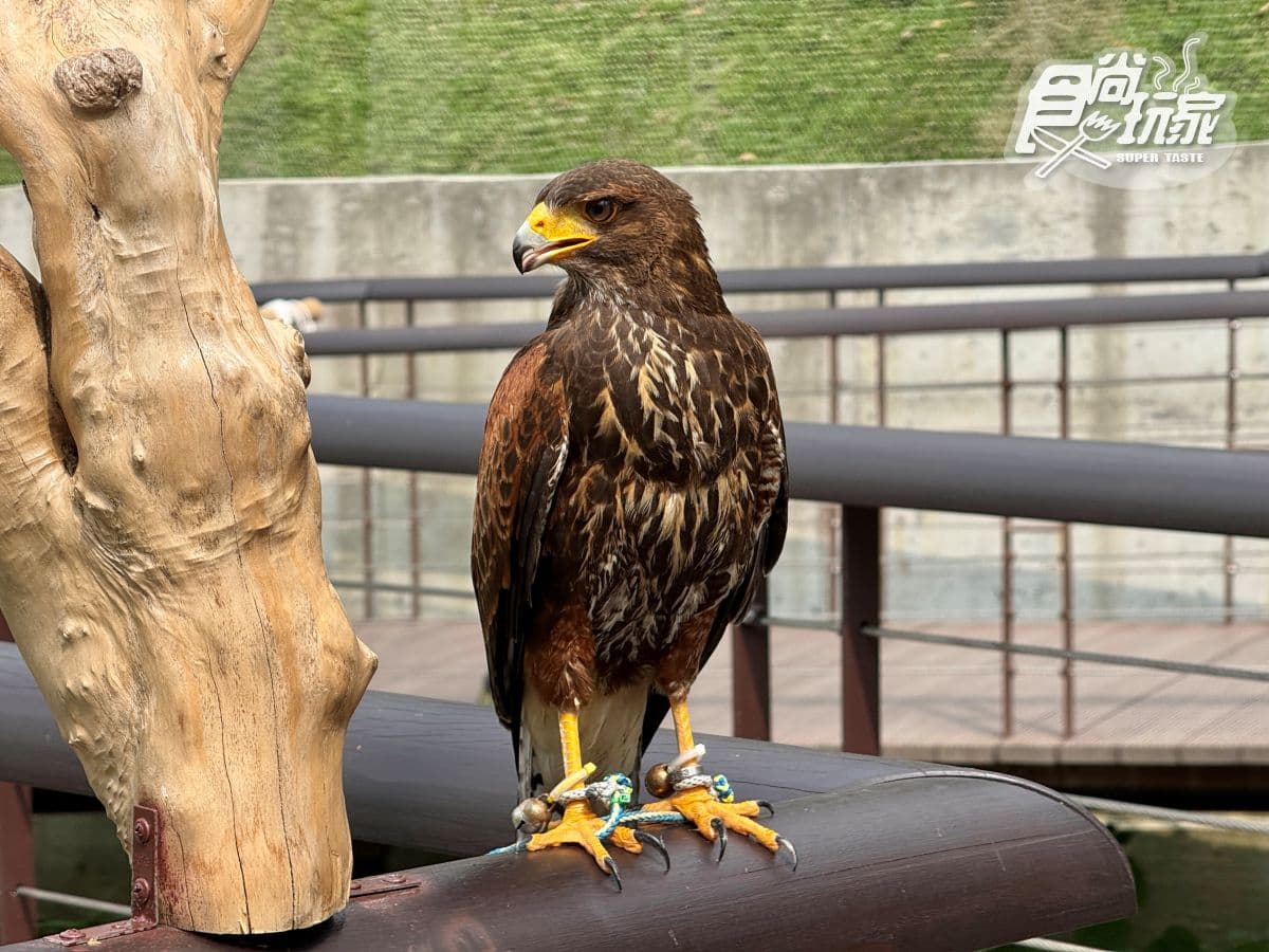 高雄最新「野森動物學校」開箱!萌寵動物近距離互動超幸福,餐飲設施一次看 高雄最新「野森動物學校」開箱!萌寵動物近距離互動超幸福,餐飲設施一次看