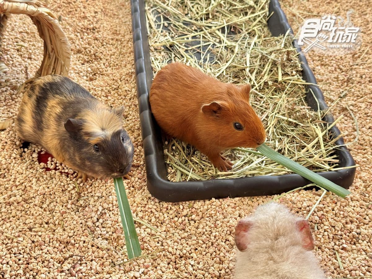 高雄最新「野森動物學校」開箱!萌寵動物近距離互動超幸福,餐飲設施一次看 高雄最新「野森動物學校」開箱!萌寵動物近距離互動超幸福,餐飲設施一次看