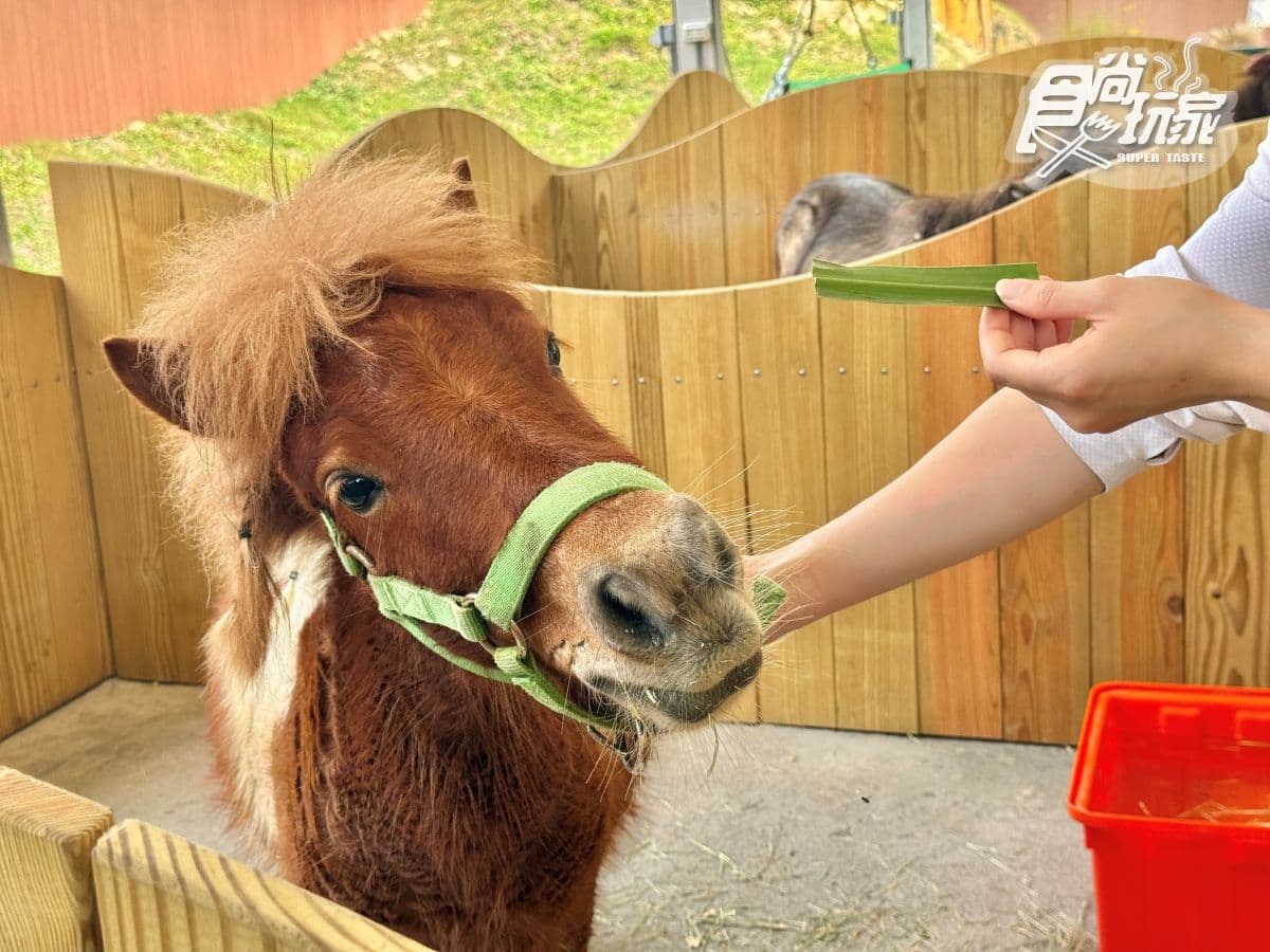 高雄最新「野森動物學校」開箱!萌寵動物近距離互動超幸福,餐飲設施一次看 高雄最新「野森動物學校」開箱!萌寵動物近距離互動超幸福,餐飲設施一次看