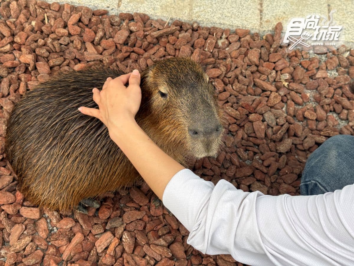 高雄最新「野森動物學校」開箱!萌寵動物近距離互動超幸福,餐飲設施一次看 高雄最新「野森動物學校」開箱!萌寵動物近距離互動超幸福,餐飲設施一次看