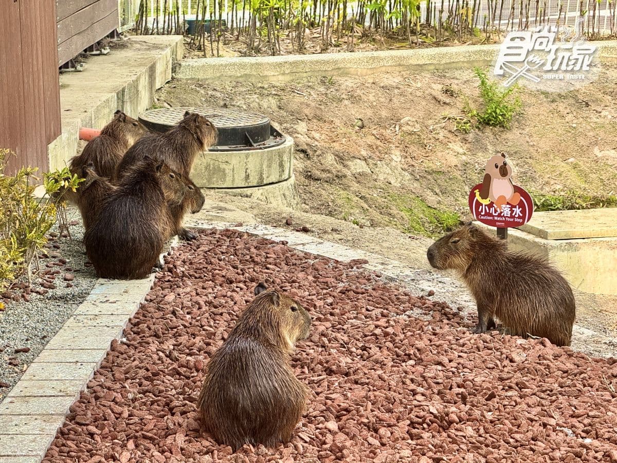 高雄最新「野森動物學校」開箱!萌寵動物近距離互動超幸福,餐飲設施一次看 高雄最新「野森動物學校」開箱!萌寵動物近距離互動超幸福,餐飲設施一次看