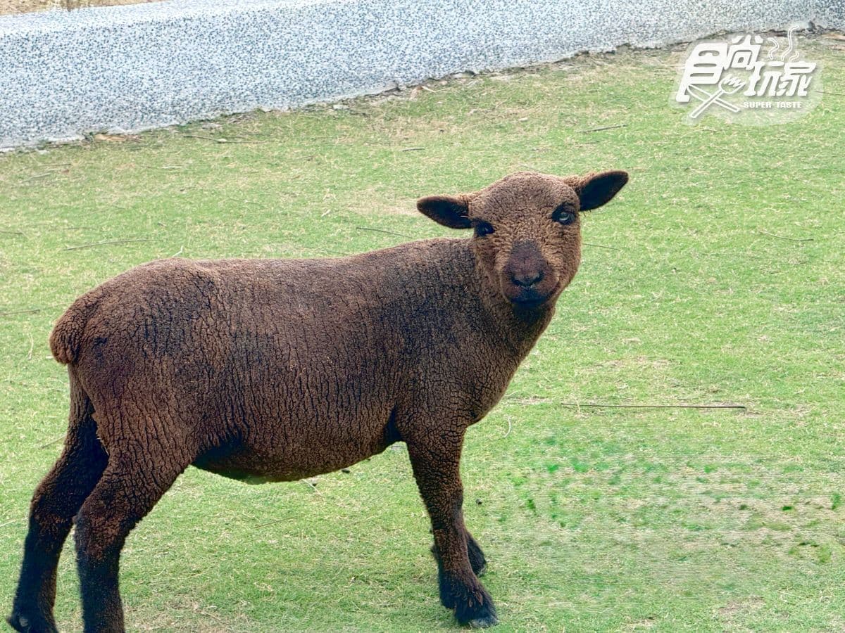 高雄最新「野森動物學校」開箱!萌寵動物近距離互動超幸福,餐飲設施一次看 高雄最新「野森動物學校」開箱!萌寵動物近距離互動超幸福,餐飲設施一次看