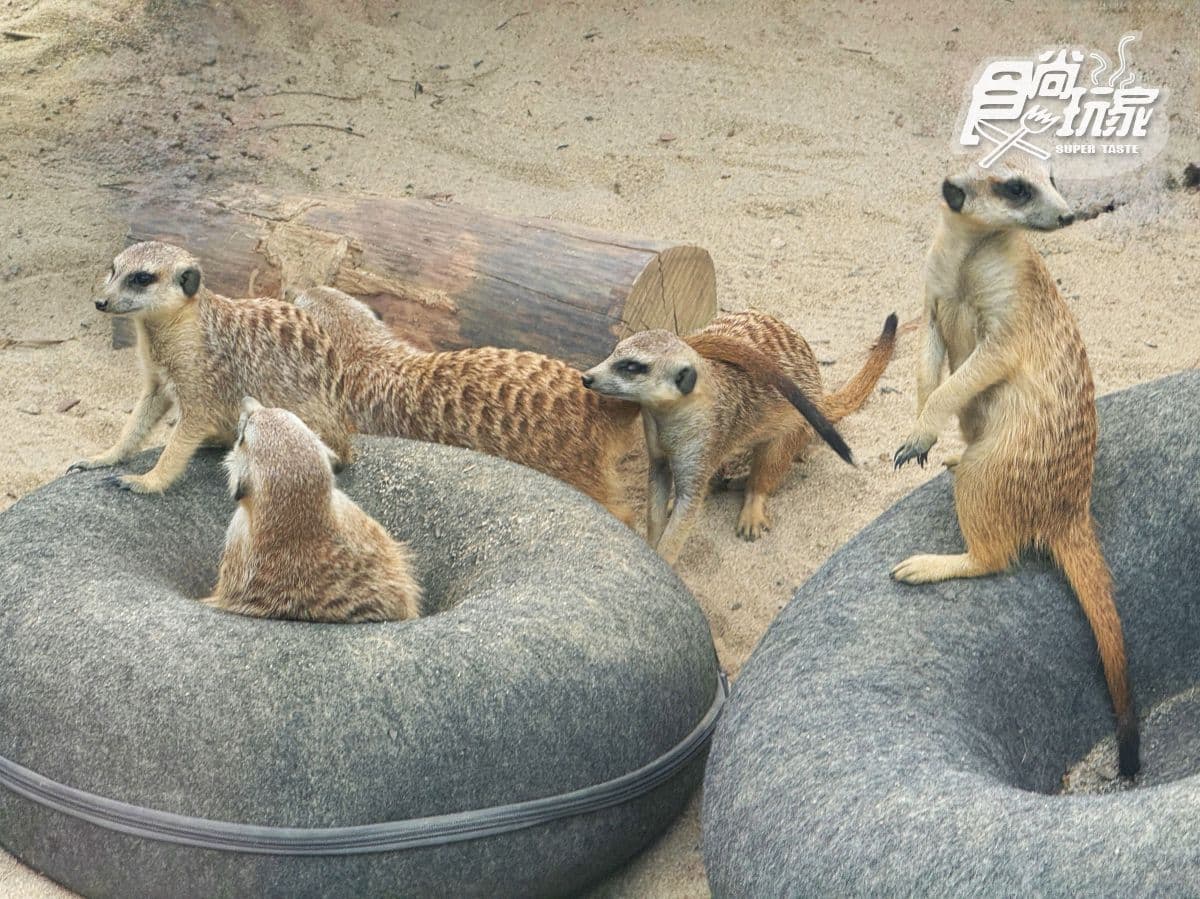 高雄最新「野森動物學校」開箱!萌寵動物近距離互動超幸福,餐飲設施一次看 高雄最新「野森動物學校」開箱!萌寵動物近距離互動超幸福,餐飲設施一次看