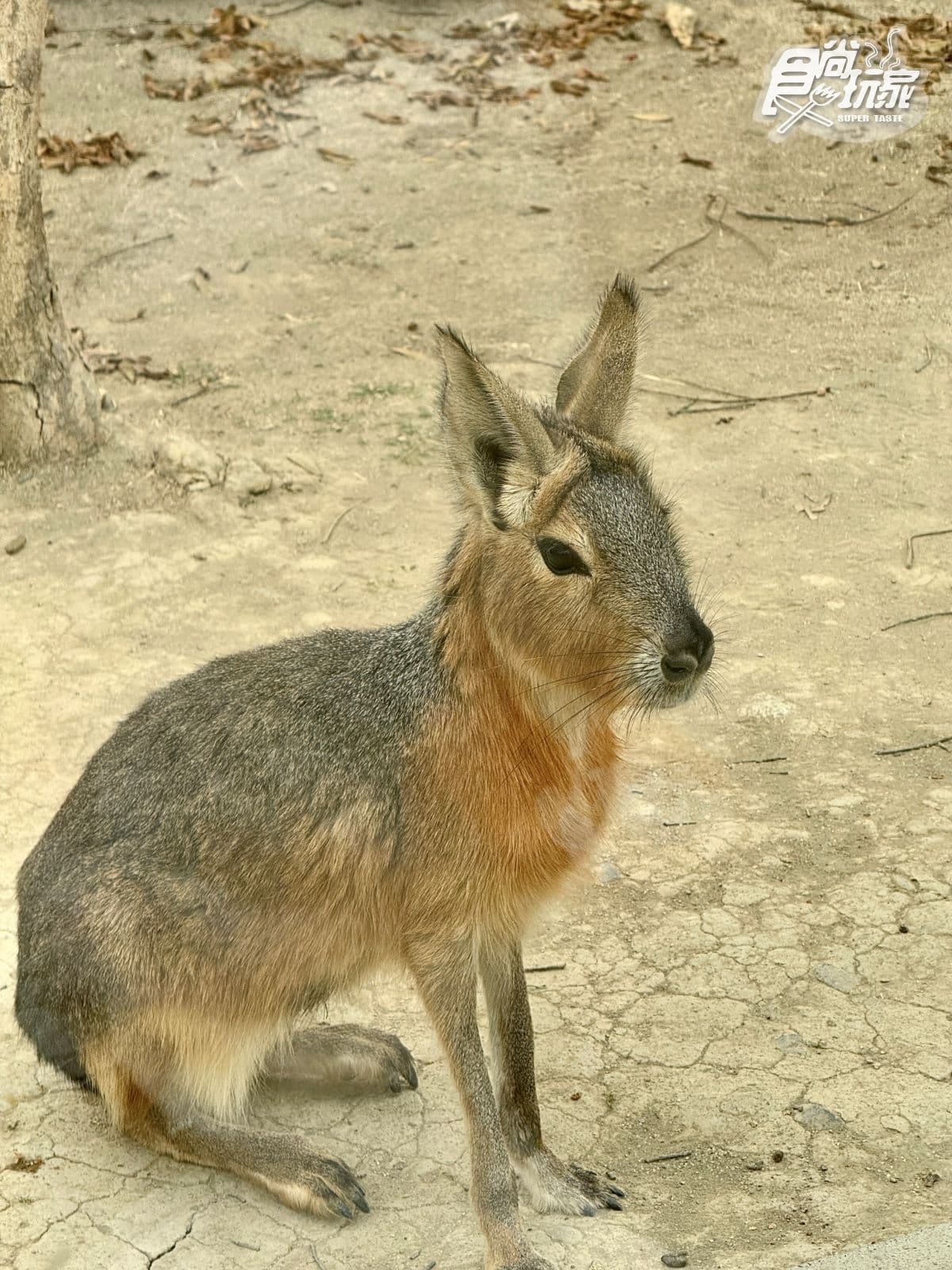 高雄最新「野森動物學校」開箱!萌寵動物近距離互動超幸福,餐飲設施一次看 高雄最新「野森動物學校」開箱!萌寵動物近距離互動超幸福,餐飲設施一次看