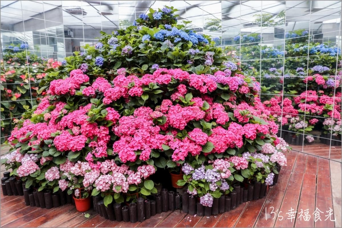 全台繡球花景點推薦:8千坪夢幻花海、山林秘境、歐式莊園小火車必打卡 全台繡球花景點推薦:8千坪夢幻花海、山林秘境、歐式莊園小火車必打卡