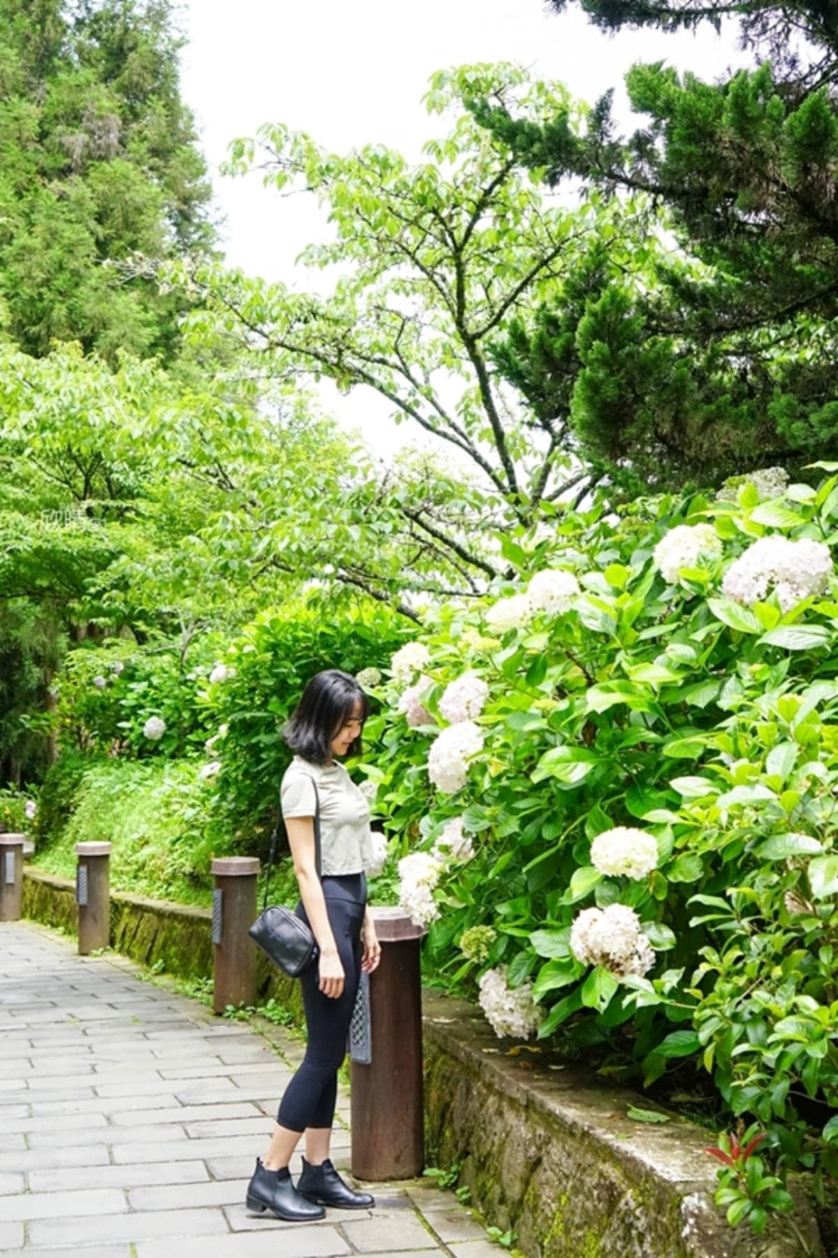 全台繡球花景點推薦:8千坪夢幻花海、山林秘境、歐式莊園小火車必打卡 全台繡球花景點推薦:8千坪夢幻花海、山林秘境、歐式莊園小火車必打卡