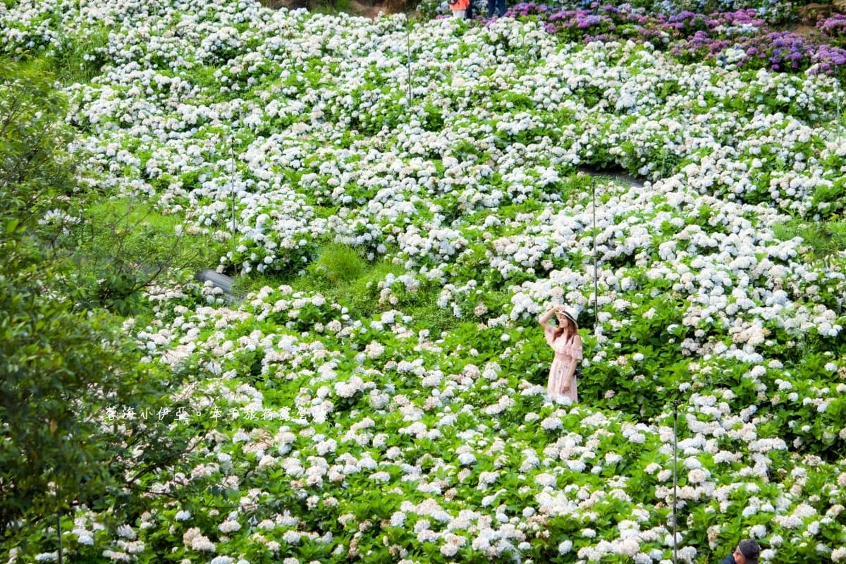 全台繡球花景點推薦:8千坪夢幻花海、山林秘境、歐式莊園小火車必打卡 全台繡球花景點推薦:8千坪夢幻花海、山林秘境、歐式莊園小火車必打卡