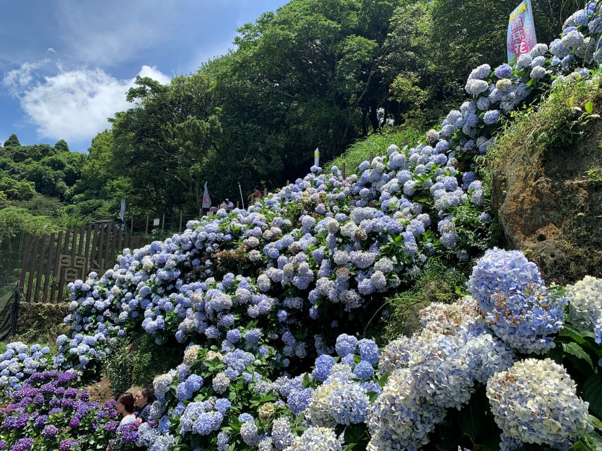 全台繡球花景點推薦:8千坪夢幻花海、山林秘境、歐式莊園小火車必打卡 全台繡球花景點推薦:8千坪夢幻花海、山林秘境、歐式莊園小火車必打卡