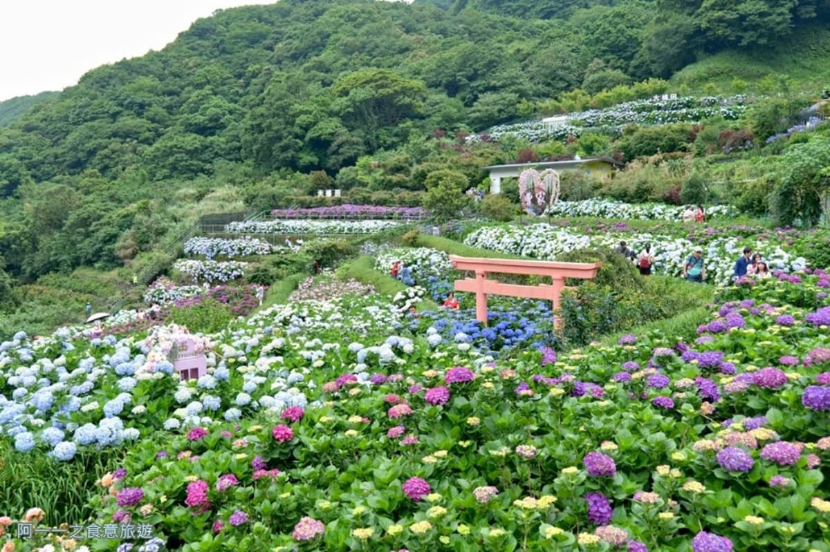 全台繡球花景點推薦:8千坪夢幻花海、山林秘境、歐式莊園小火車必打卡 全台繡球花景點推薦:8千坪夢幻花海、山林秘境、歐式莊園小火車必打卡